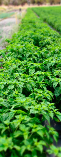 Forehorse Chilli Fields