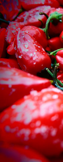 Firehorse Chilli Selection